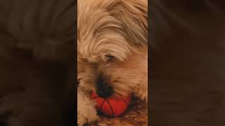 Dog interaction and 🐶 barking sounds 9kviral​shorts​ [upl. by Gare]