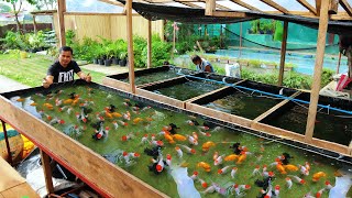 How I produce 5000 Goldfish Babies in just 1 Week Basic Method in Raising and Breeding Goldfish [upl. by Hareehahs]