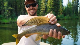 Fishing for Arctic Grayling in Alaska  Summer Boating Delta Clearwater River [upl. by Mandler870]