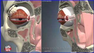 Nasolacrimal Lacrimal Duct  System  3D Human Anatomy  Organs [upl. by Kieryt262]