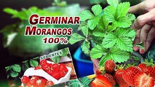 Como Plantar Morango da Semente DICAS  Sementes de Supermercado [upl. by Onder]