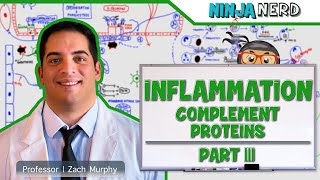 Immunology  Inflammation Complement Proteins Part 3 [upl. by Seuqirdor]