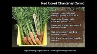 Organic Red Cored Chantenay Carrot [upl. by Timothea]