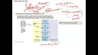 Unit 3 Part 22 Nephron Reabsorption [upl. by Camm]