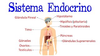 🌐 Sistema Endocrino  Glándulas  Hormonas 💫 Fácil y Rápido  BIOLOGÍA [upl. by Flyn]