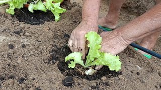 Parreira de maracujá feita de bambú plantações [upl. by Hadrian]