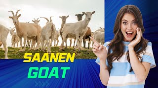 quotThe Graceful Saanen Goat A Complete Guide to Saanen Goat Farmingquot [upl. by Ynnaj]