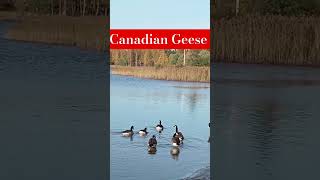 Canadian Geese in Sweden [upl. by Seow]