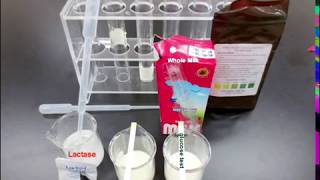 Identifying Milk with Lactase and Glucose Strips [upl. by Noni]