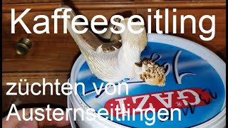 Austernseitlinge auf Kaffeesatz selber züchten [upl. by Nirag]