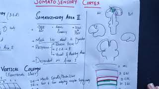 neurophysiology Chapter 48 Somatosensory cortex somatosensory association areasmedicallectures [upl. by Allis]