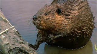 How Do Beavers Build Dams  Nature on PBS [upl. by Rothenberg577]