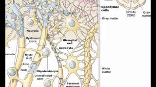 Ependymal cells 2 [upl. by Geoffry]