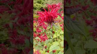 Monarda didyma shorts flowers youtubeshorts herbs monarda didyma crimson beebalm [upl. by Ruddy]