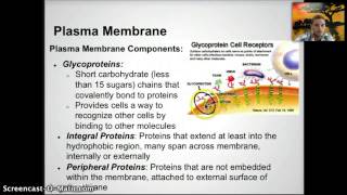 IB 13  Membrane Structure [upl. by Jaqitsch]