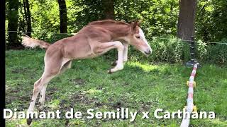 Special Broodmare Carthana di Magico Carthago x Lys de Darmen full sister Carthina Z [upl. by Shyamal897]