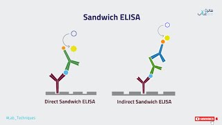 Sandwich ELISAPart6 [upl. by Eidac]