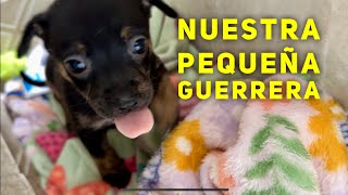 Pequeño angelito guerrero Esta cachorra quiere vivir [upl. by Schott]