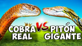 La Serpiente Más VENENOSA del Mundo I Cobra Real VS Pitón Gigante [upl. by Arie417]