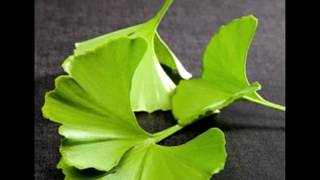 Ginkgo Biloba An Overview on Benefits and Things to Take Care Of [upl. by Dnaloy187]