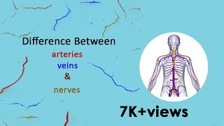 What is the difference between Arteries Veins amp Nerves [upl. by Guise]