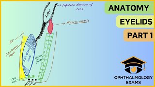 Ocular anatomy part 1  Anatomy of the eyelids [upl. by Swithin753]