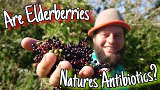 Elderberries  Do Antibiotics Really Grow On Trees 🌳 [upl. by Mattias]