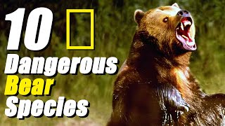 How Strong and Dangerous are these 10 Bear Species [upl. by Razal]