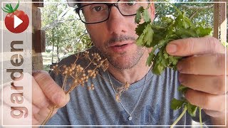 Cilantro vs Coriander  Whats the difference [upl. by Ociredef]