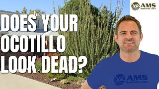 Does Your Ocotillo Look Dead [upl. by Hueston870]