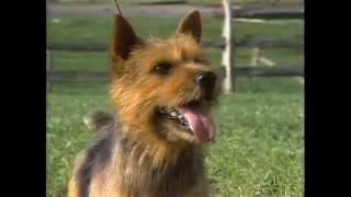 Norfolk Terrier  AKC Dog Breed Series [upl. by Chickie]