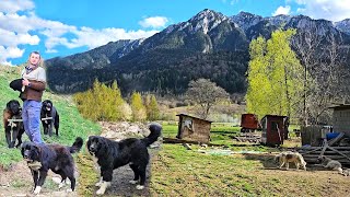 CIOBANUL IONUT ARE CAINI CIOBANESTI FOARTE BUNI LA URSNECESARI LA STANA IN MUNTI [upl. by Gardy525]