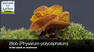 Blob Physarum polycephalum invades and eats mushroom timelapse 36 h to 126 min [upl. by Notserk]