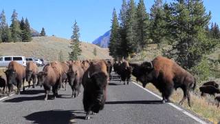 Bison Charge  Yellowstone National Park [upl. by Eila]