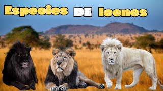 Todas las especies de leones vivas y extintas [upl. by Rednas529]