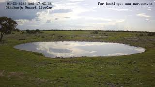 Okaukuejo Resort Wildlife Waterhole Live camera stream in the Etosha National Park in Namibia [upl. by Bradford777]