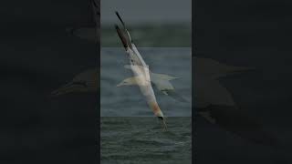 Gannets Elegant Seabird Divers [upl. by Nirrep]