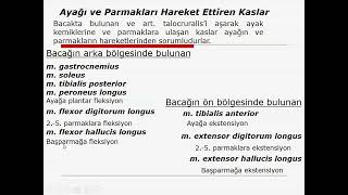 Genel Anatomi 23 DHSBH İnsan Anatomisi TUS DUS SBF Soru çözümü Arasınav Final Tıp Sağlık [upl. by Eekram756]