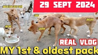 Puppy attack me amp Ghoda Growing OLD amp BLIND 😞  Stray Lives dog vlog [upl. by Sucerdor875]