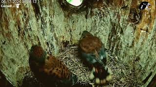 Third Kestrel Chick Fledges From the Wisconsin Nest June 17 2024 [upl. by Stedt]