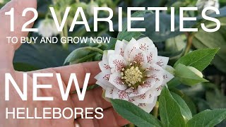 12 Varieties of hellebores to Buy Now [upl. by Stilu]