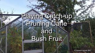 Cane and bush pruning 4K video [upl. by Crompton653]