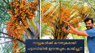 നാട്ടുകാർക്ക് കൗതുകമായി പട്ടാമ്പിയിൽ ഈന്തപ്പഴം കായ്ച്ചു😱😋 Dates palm in kerala  Kajoor [upl. by Ellinnet]