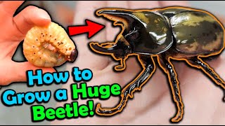 How to Care for Hercules Beetles [upl. by Saref]