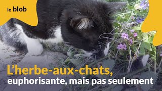 L’herbeauxchats euphorisante mais pas seulement  Actu de science [upl. by Ric]