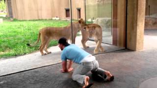 How to play with lions at the zoo [upl. by Asile]