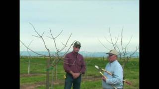 Pistachio Pruning amp Training  Years 3 to 5 [upl. by Nemrac]