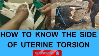 How Vet Diagnoses the side of uterine torsion by palpation [upl. by Gredel]