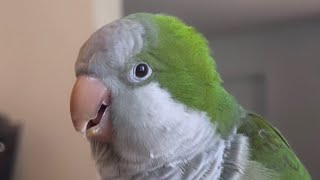 Quaker parrot talking to much [upl. by Yekram927]