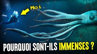 Pourquoi Les 🦑 Créatures Des Abysses ÉvoluentElles En Géantes [upl. by Ahsilram]